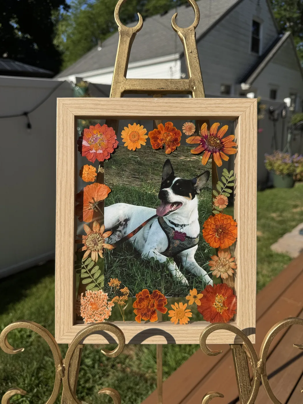A framed photo of a dog bordered with pressed orange and yellow flowers